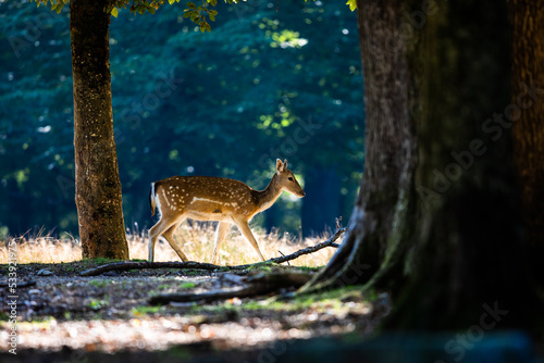 Obraz na płótnie A fallow deer runs in the forest w salonie