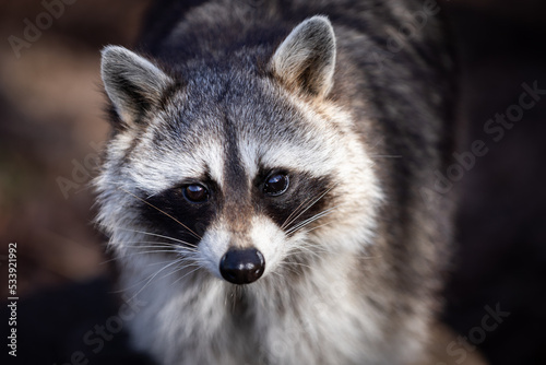 Portrait of a raccoon in the forest © AB Photography