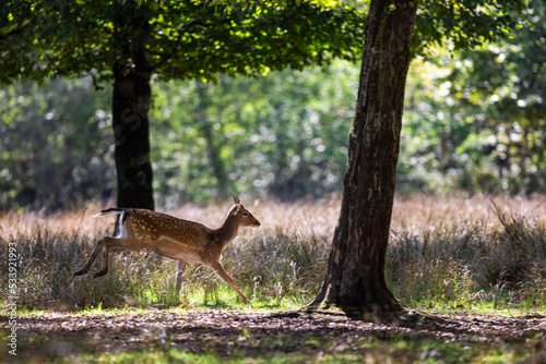 Obraz na płótnie A fallow deer runs in the forest w salonie