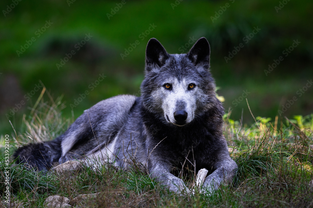 Portrait of a black wolf or timberwolf in the forest