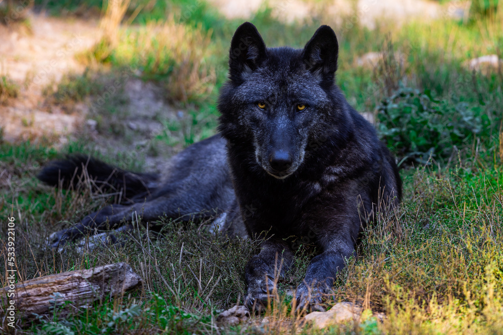 Portrait of a black wolf or timberwolf in the forest