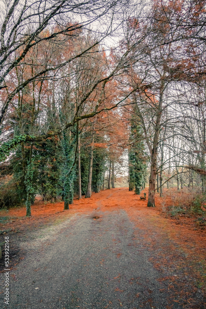 path in the woods on an autumn day