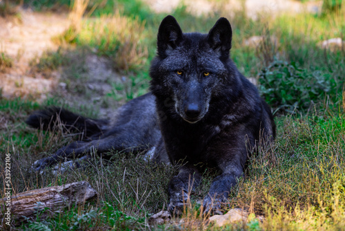 Obraz na płótnie Portrait of a black wolf or timberwolf in the forest w salonie