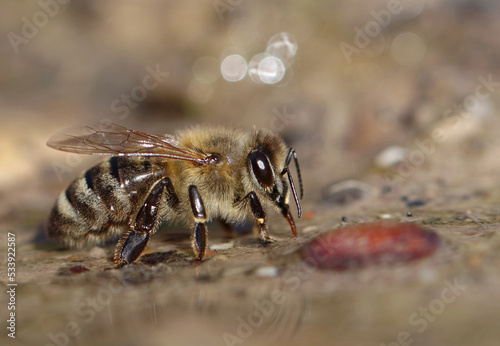 Biene bei der Wasseraufnahme © Caroline