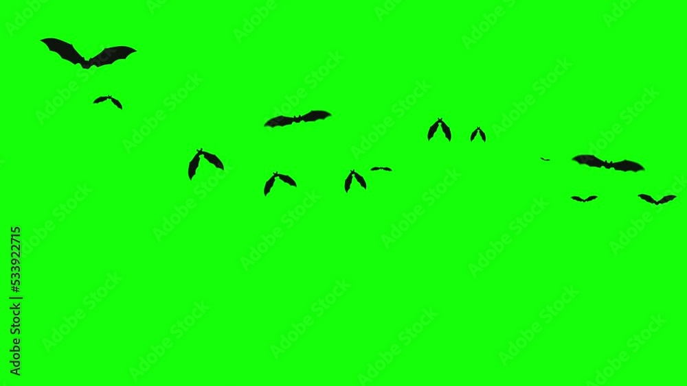Halloween Bats Flying on Green Screen