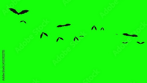 Halloween Bats Flying on Green Screen