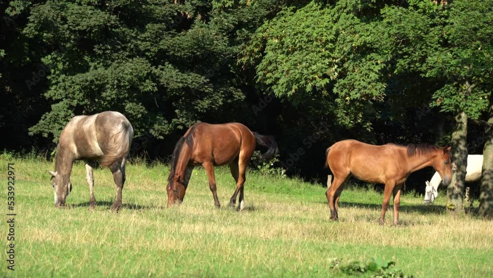 Group beautiful horses graze in pasture. Brown and gray mare equus caballus eat green grass. White stallion and brown foal perissodactyla on free paddock eating plants on sunny day. Bay roan horses. Group beautiful horses graze in pasture. Brown and gray mare equus caballus eat green grass. White stallion and brown foal perissodactyla on free paddock eating plants on sunny day. Bay roan horses.