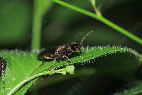 agrilus planipennis insect macro photo