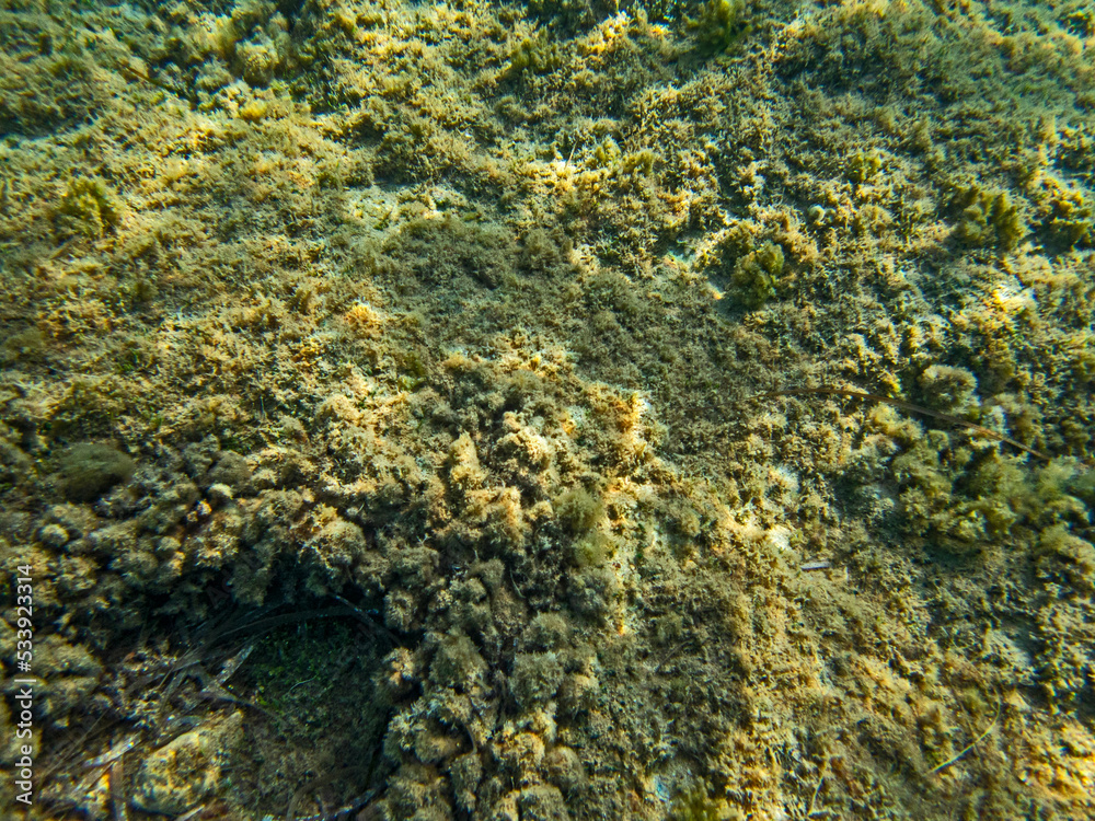 Fondale marino Punta delle Formiche Fondale marino Punta delle Formiche