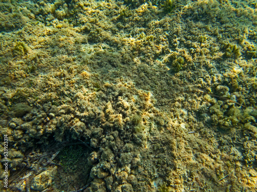 Fondale marino Punta delle Formiche