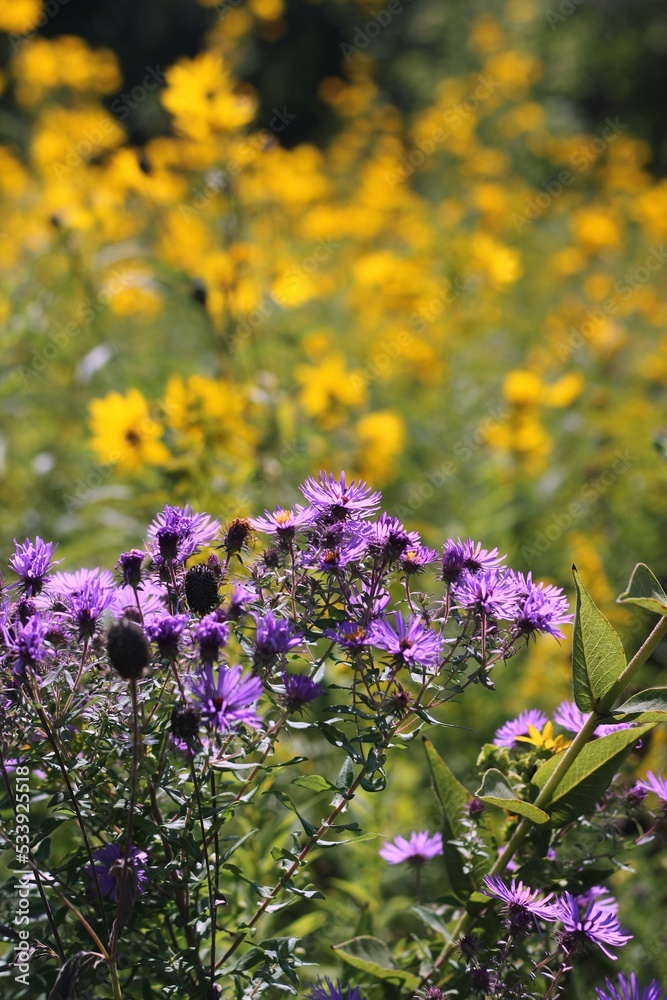 Obraz premium flowers in the field