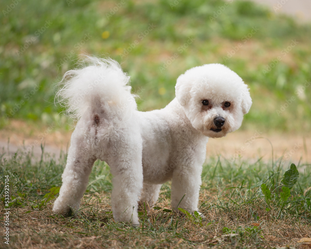 Cute white fluffy bichon frize puppy turned around and looks at the camera