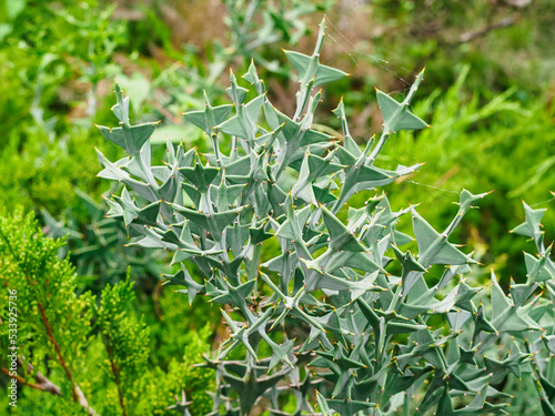 close-up of Colletia cruciform (Cruciata gillies & hook) in the botanical park