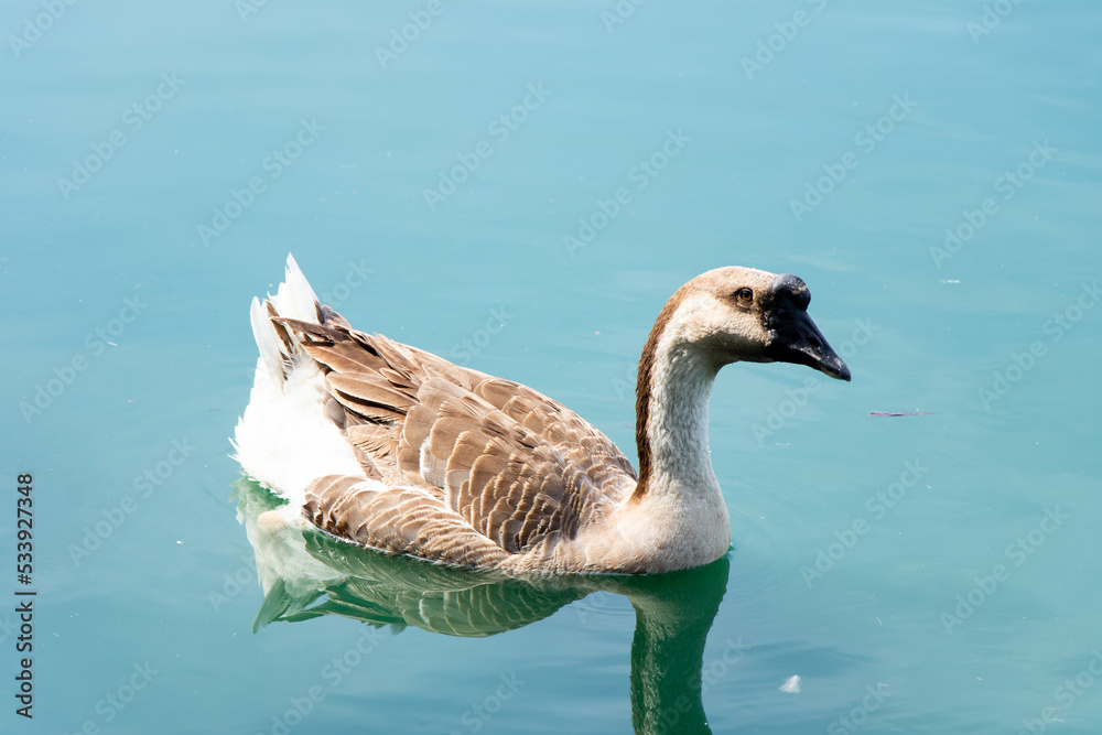 Brown white color goose swimming in lake background Brown white color goose swimming in lake background