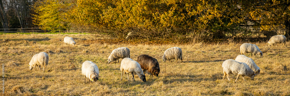 Obraz premium Flock of black and white Landes sheep grazing yellow grass on an Autumn day in France
