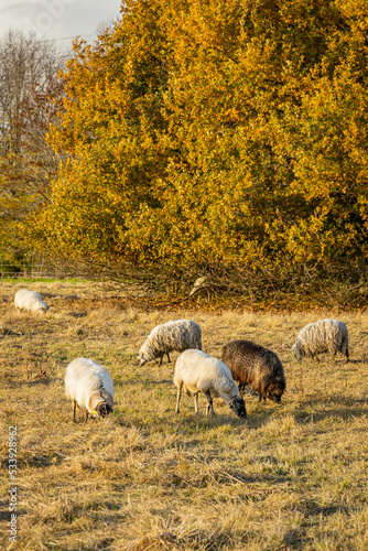 Flock of Landes sheep eating grass on an Autumn day in France at sunset