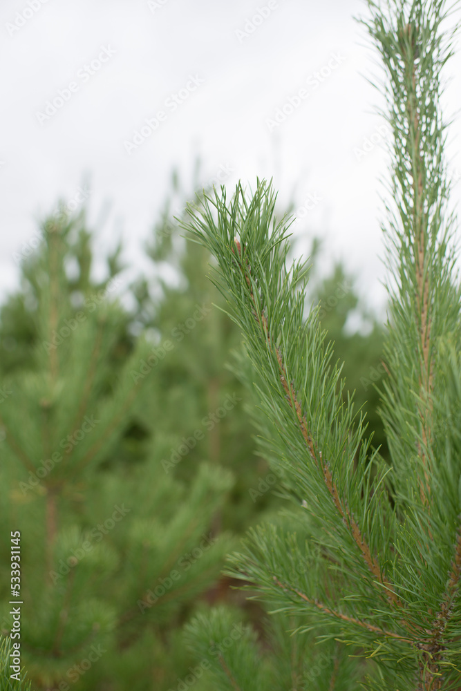 Pine branches in the forest