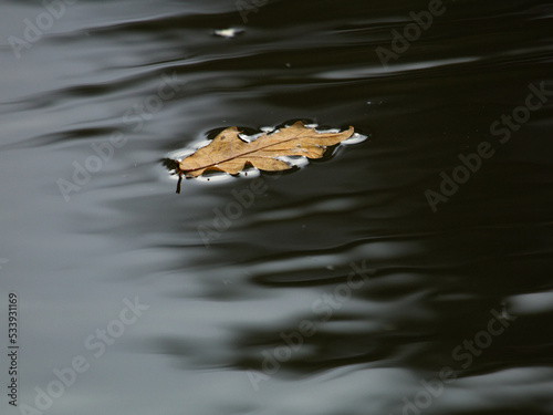 Oak leaf in water on a autumn time. Autumn by the lake.