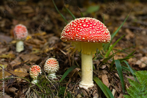 Fly agaric, mushroom. Amanita muscaria or fly agaric red cap. Fly amanita in the undergrowth in the forest autumn time.