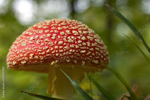 Fly agaric, mushroom. Amanita muscaria or fly agaric red cap. Fly amanita in the undergrowth in the forest autumn time.