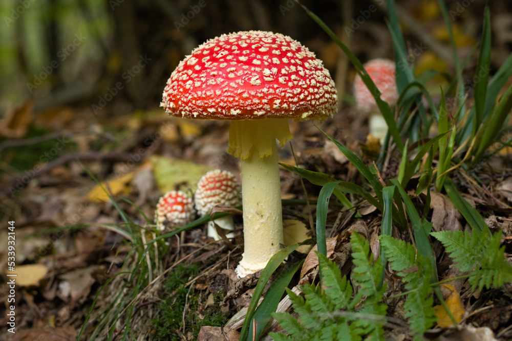 Fly agaric, mushroom. Amanita muscaria or fly agaric red cap. Fly amanita in the undergrowth in the forest autumn time. Fly agaric, mushroom. Amanita muscaria or fly agaric red cap. Fly amanita in the undergrowth in the forest autumn time.