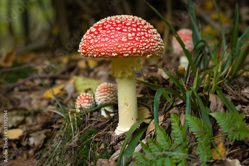 Fly agaric, mushroom. Amanita muscaria or fly agaric red cap. Fly amanita in the undergrowth in the forest autumn time.