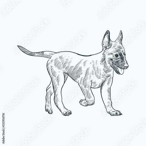 Vintage hand drawn sketch belgian malinois puppy