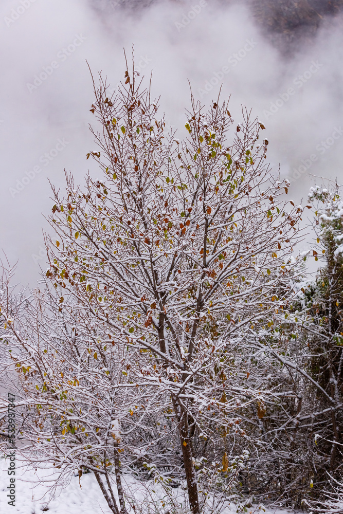 The first snow on the branches. Tree with autumn leaves covered with snow. Winter landscape. Leaves in frost