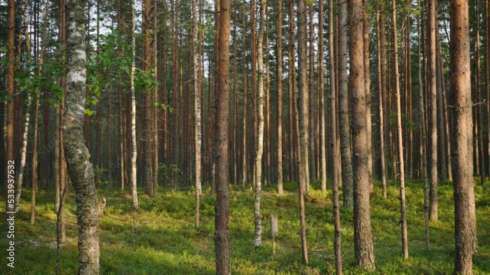 Tall coniferous trees and lush green grass grow in forest Tall coniferous trees and lush green grass grow in forest