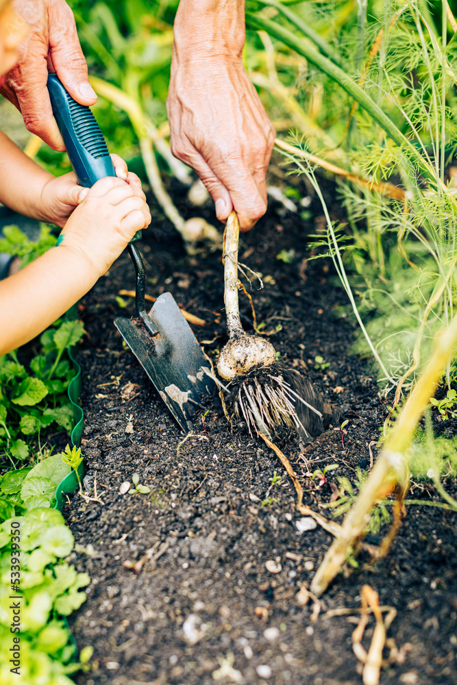 Φωτογραφία Harvesting time in garden