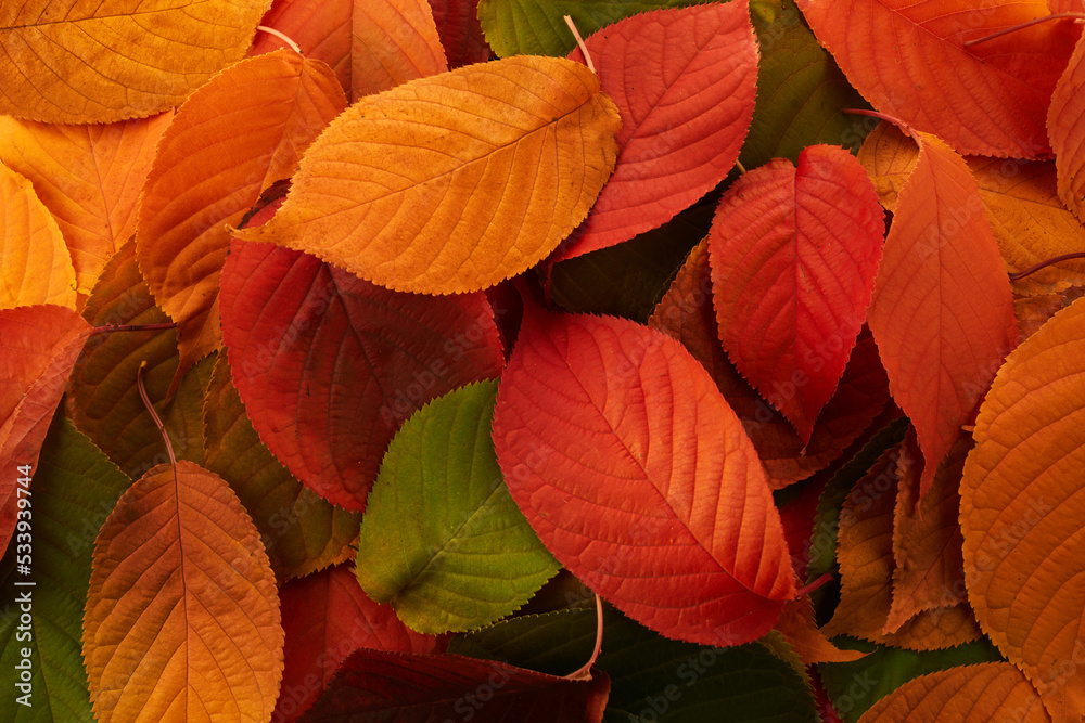 Autumn background. Multicolored leaves lie on the grass.