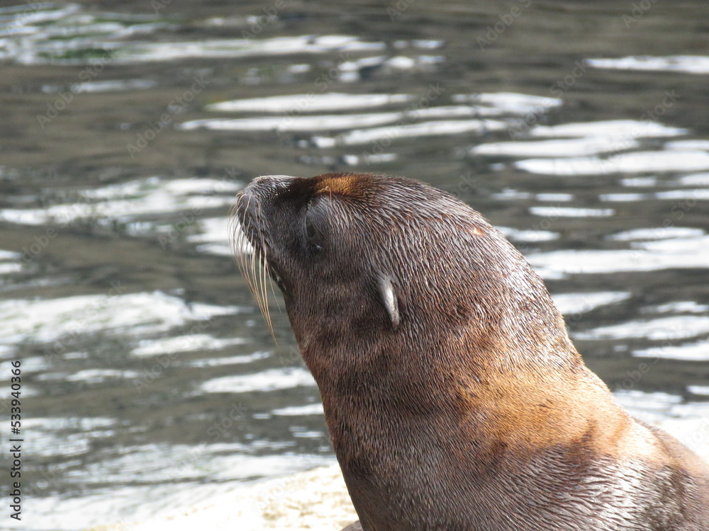 Fototapeta premium sea lion on the beach