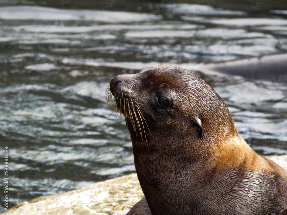 Naklejka premium sea lion resting on the rocks