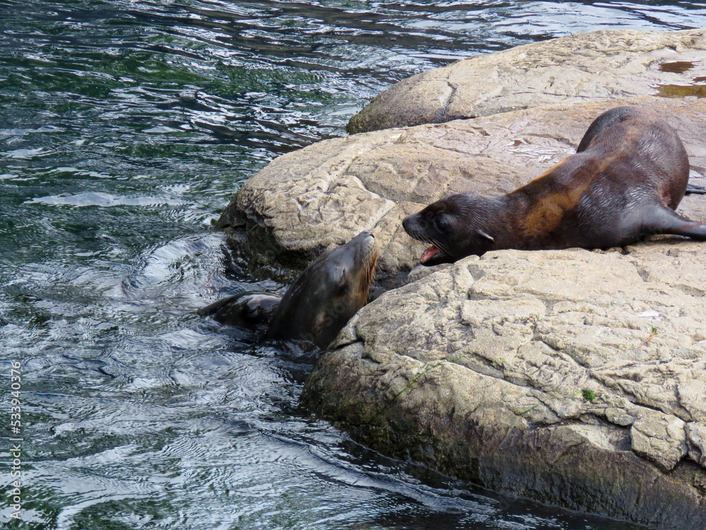 Fototapeta premium island sea lion interacting mom and soon 