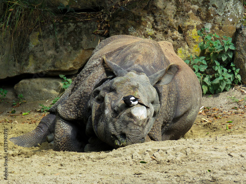 Rhinoceros and bird resting 