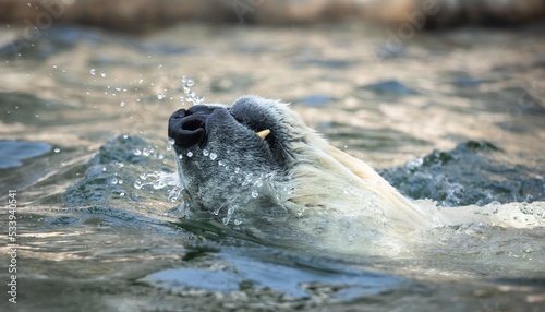 swimming polar bear, relaxation, bath