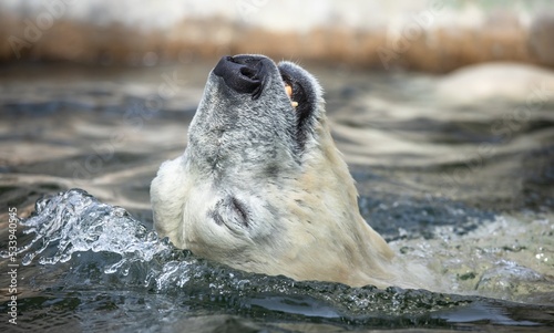swimming polar bear, relaxation, bath