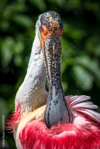 Roseate spoonbill, a beautiful portrait of a bird from the Prague Zoo