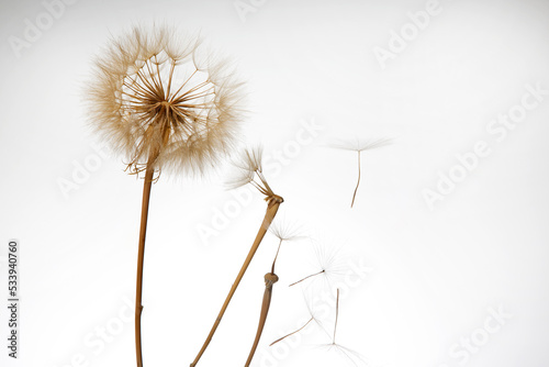 Fototapeta Naklejka Na Ścianę i Meble -  dandelion seeds fly from a flower on a light background. botany and bloom growth propagation.