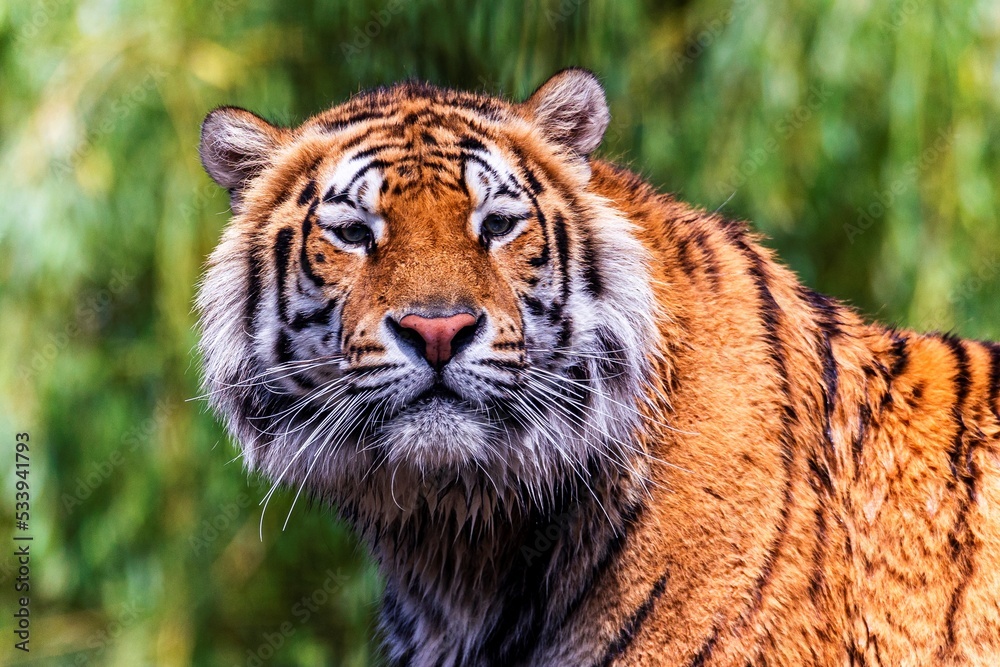 Obraz premium A colorful wildlife headshot portrait of a Siberian tiger standing up. The big cat is a dangerous predator, has orange and white fur with black stripes and is looking around to find some prey to hunt.