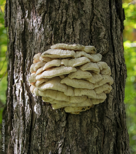 Northern Tooth Fungus on maple tree in Algonquin Park, Canada