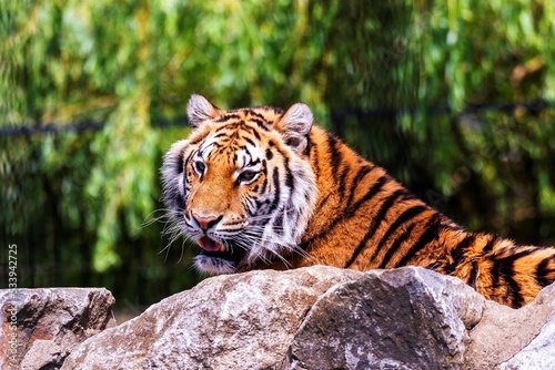 A portrait of a dangerous siberian tiger lying behind a rock and actively looking for some prey. The predator animal is a big cat and has an orange and white fur with black stripes. © Joeri