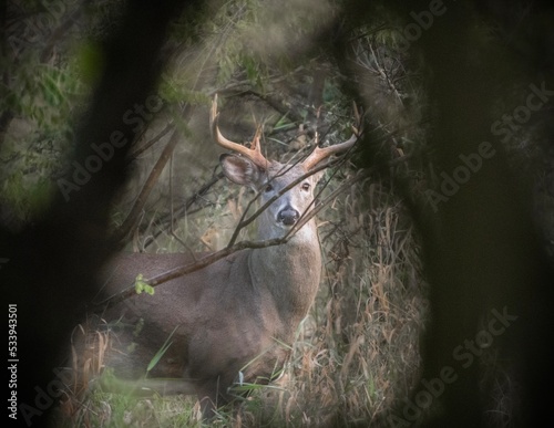 An alert white-tailed buck standing in the woods. 
