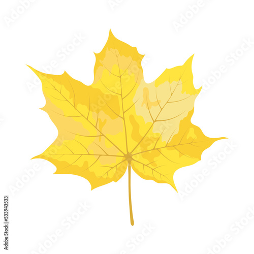 Autumn Maple Leaf