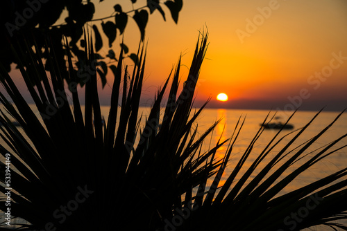 Palm tress at the sunset. Orange background
