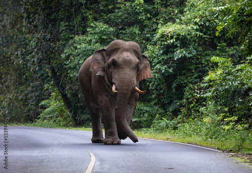 Wild Asia elephant walking on road that cross into National Park of Thailand. photo