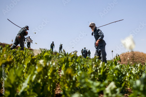 Photography Afghan police officers destroying opium poppy flowers fields near Faizabad city