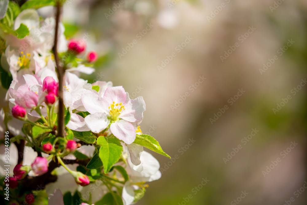 Spring blooming sakura trees. Pink flowers Sakura Spring landscape with blooming pink tree. Beautiful sakura garden on a sunny day.Beautiful concept of romance and love with delicate flowers. Spring blooming sakura trees. Pink flowers Sakura Spring landscape with blooming pink tree. Beautiful sakura garden on a sunny day.Beautiful concept of romance and love with delicate flowers.