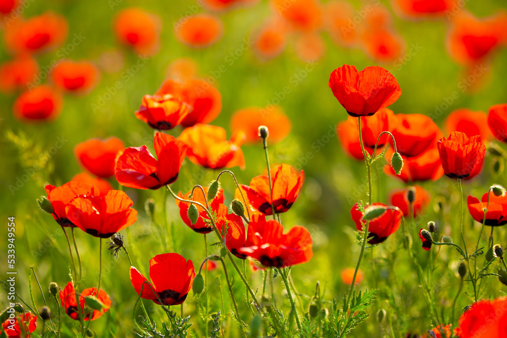 Spring, field of poppy flowers. The concept of the freshness of the morning nature. Spring landscape of red wildflowers. Beautiful landscape, pnorama long banner. Spring, field of poppy flowers. The concept of the freshness of the morning nature. Spring landscape of red wildflowers. Beautiful landscape, pnorama long banner.