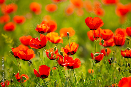 Spring, field of poppy flowers. The concept of the freshness of the morning nature. Spring landscape of red wildflowers. Beautiful landscape, pnorama long banner.